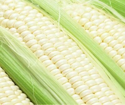 Sweet Corn Seed: Illusion Sweet Corn Seed Quantity : 1/2 pound