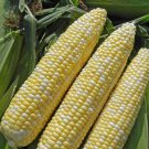 Sweet Corn Seed: Enchanted Sweet Corn Seeds Quantity : 50+ seed