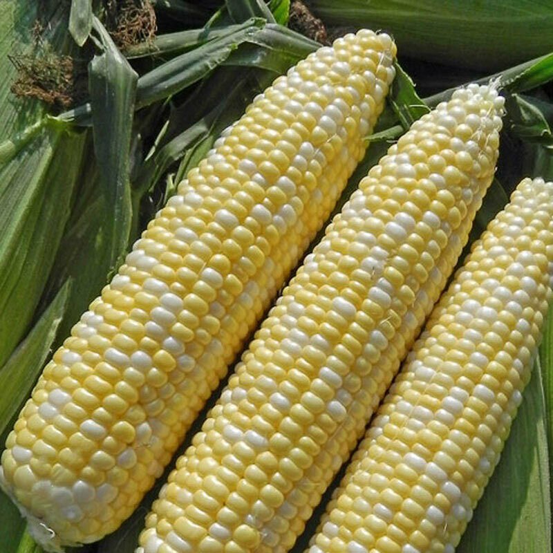 Sweet Corn Seed: Enchanted Sweet Corn Seeds Quantity : 100+ seed