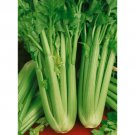 Celery Seed: Golden Self Blanching Celery Fresh Seed Packet Size: 1200+ seed