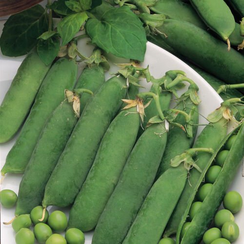 Pea Seed: Little Marvel Pea Seeds Fresh Seed Packet Size: 250+ seed