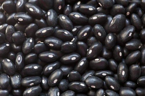 Bean Seed: Black Turtle Soup Beans Fresh Seed Packet Size: 100+ seed