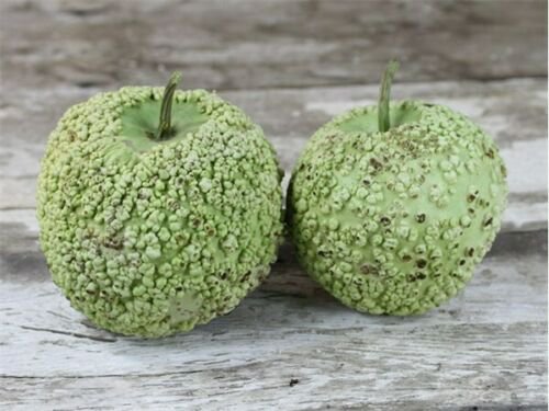 Gourd Seed: Bule Blister Gourd Seeds Fresh Seed Quantity : 40+ seed