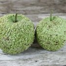 Gourd Seed: Bule Blister Gourd Seeds Fresh Seed Quantity : 40+ seed