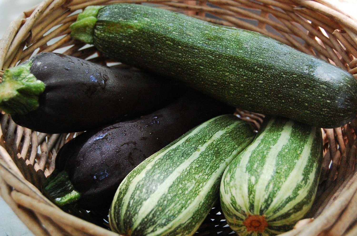 Squash Seed:Zucchini Mixture Seed Fresh Seed Packet Size: 12+ seed