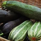 Squash Seed:Zucchini Mixture Seed Fresh Seed Packet Size: 12+ seed