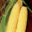 Sweet Corn Seed: Takeoff Sweet Corn Seeds Quantity: 50+ seed