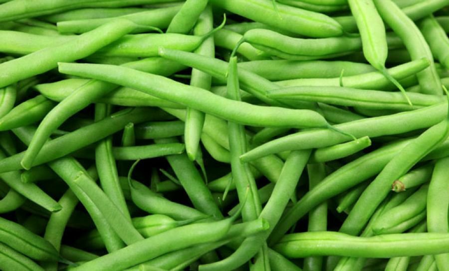 Green Bean Seed: Burpee Stringless Green Bean Seeds  Quantity: 100+ seed