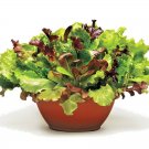 1 OZ=20,000+  GOURMET SALAD MIX Seeds MIXED GREENS  Spring/Fall