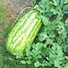 40+ JUBILEE WATERMELON Seeds Southern Heirloom   25-30lbs Garden