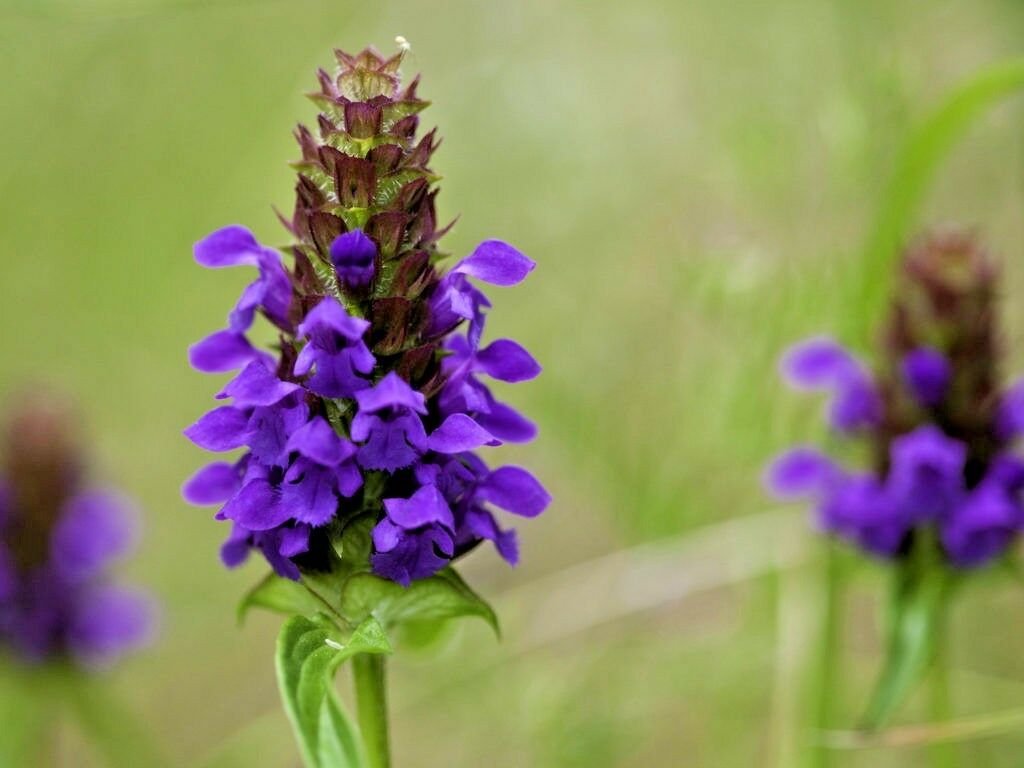 200+ HEAL ALL Flower Seeds American Native Wildflower Medicinal Herb Fresh/Dried