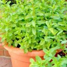 300+ SPEARMINT Seeds Herb Natural Tea Patio Containers/Garden