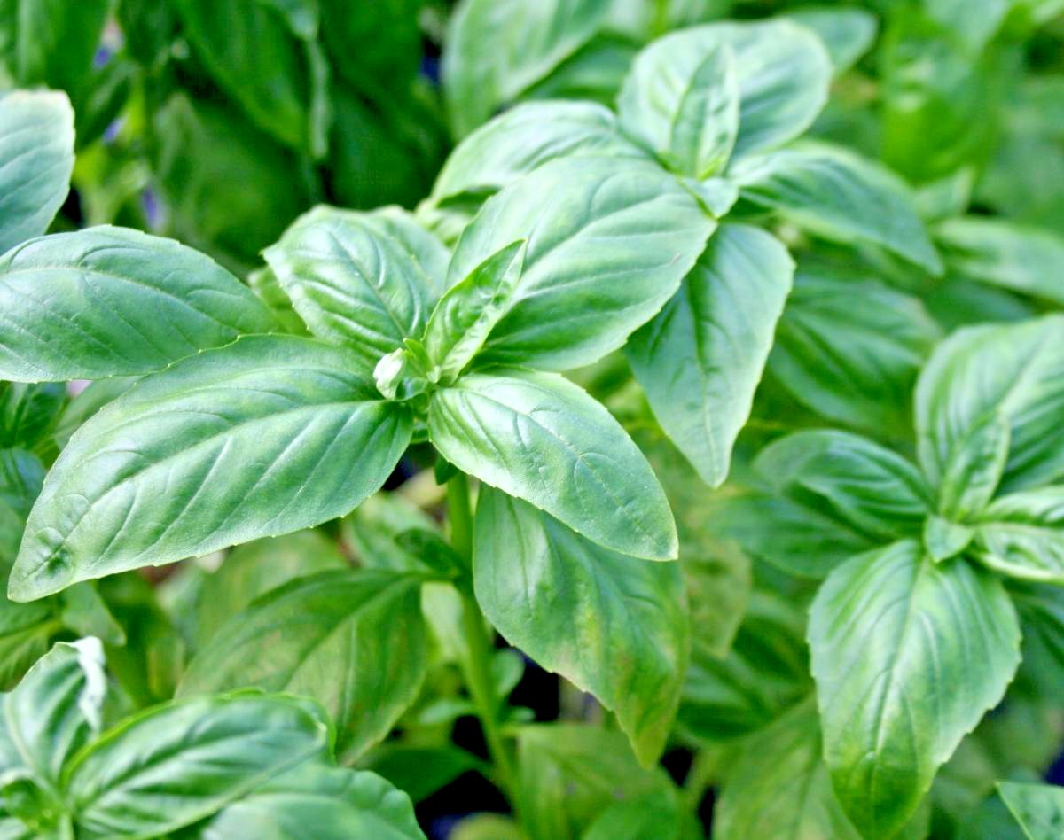 400+ GENOVESE BASIL Seeds Herb Fresh Pesto Patio Container/Garden