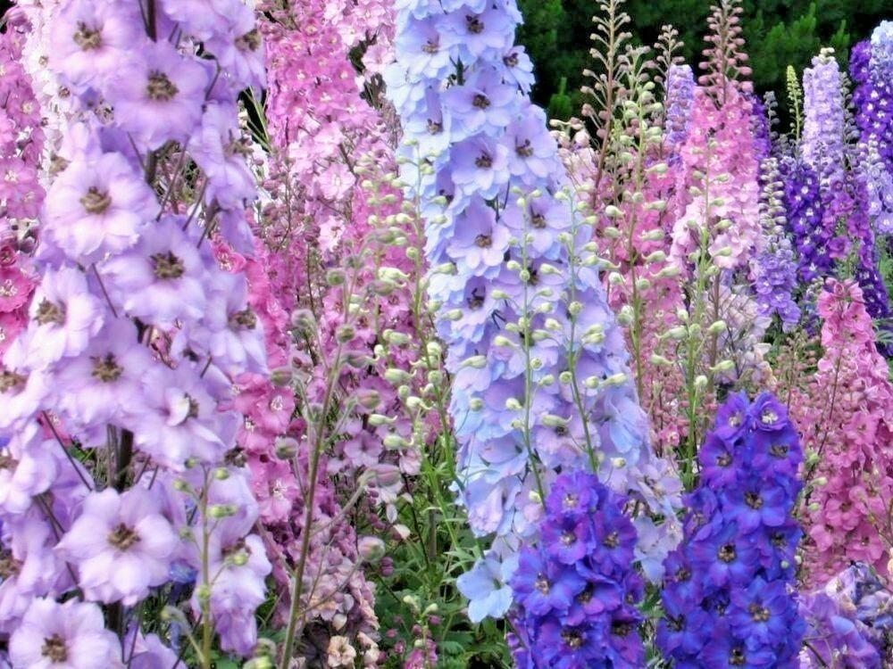 600+ LARKSPUR (Rocket) IMPERIAL MIX Seeds Blue Purple Pink White Flowers Garden