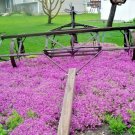 1000+ PURPLE ROCKCRESS Flower Seed Perennial Groundcover Borders Basket Drought