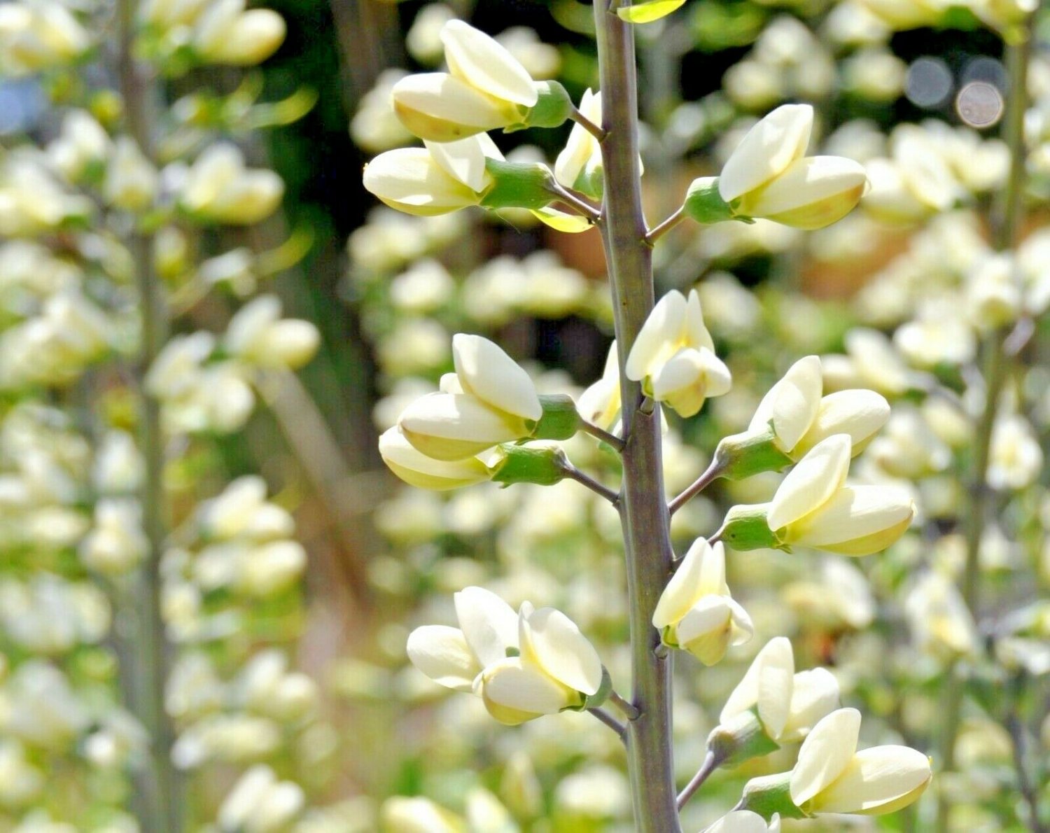 50+ WHITE WILD (False) INDIGO Seeds Native Wildflower Perennial Nitrogen-Fixing