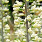 50+ WHITE WILD (False) INDIGO Seeds Native Wildflower Perennial Nitrogen-Fixing
