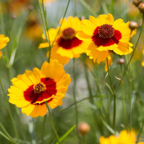 2000+ DWARF PLAINS COREOPSIS Seeds American Native Wild Flower Drought Tolerant