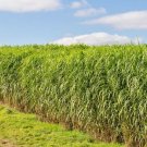 1/2LB SWITCHGRASS Seed Native Prairie Grass Clumping Prairie Green Fence Pasture