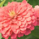 1001+ ZINNIA""CORAL BEAUTY""Flower Seeds Giant 4-5""Blooms Summer>Fall Butterflies