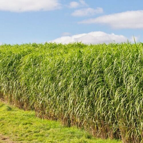 1 OZ=20,000+ SWITCH GRASS Seed Native Prairie Grass Clumping Ornamental Perennial