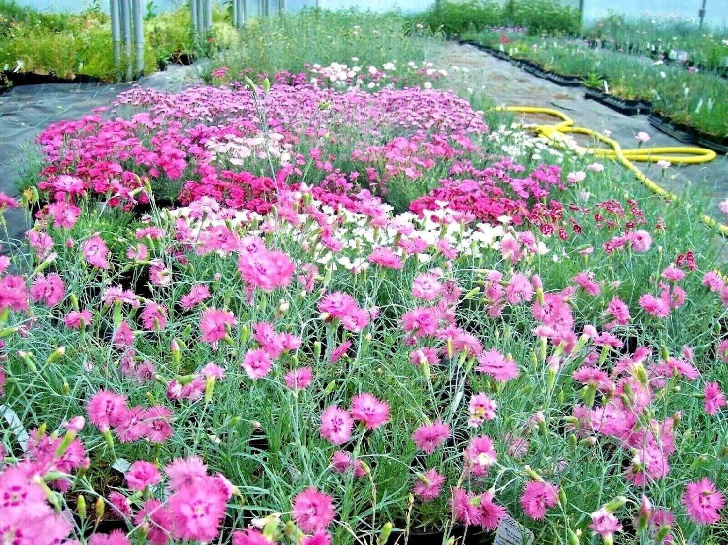 300+ DIANTHUS""COTTAGE PINKS"" Seeds Fragrant Drought Tolerant Garden/Container
