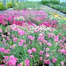 300+ DIANTHUS""COTTAGE PINKS"" Seeds Fragrant Drought Tolerant Garden/Container