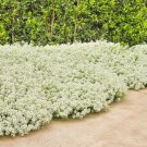4000+ TALL SWEET ALYSSUM Seeds White Blooms Spring&Summer Garden/Container/Basket