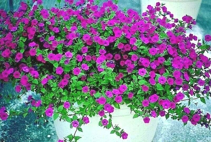 2000+  WILD PETUNIA VIOLACEA Flower Seeds Garden/Patio Containers Hanging Baskets