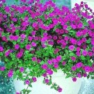 2000+  WILD PETUNIA VIOLACEA Flower Seeds Garden/Patio Containers Hanging Baskets