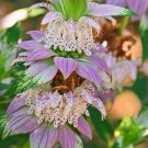 300+ SPOTTED BEE BALM Seeds Native Wildflower Herbal Tea Monarda punctata Garden