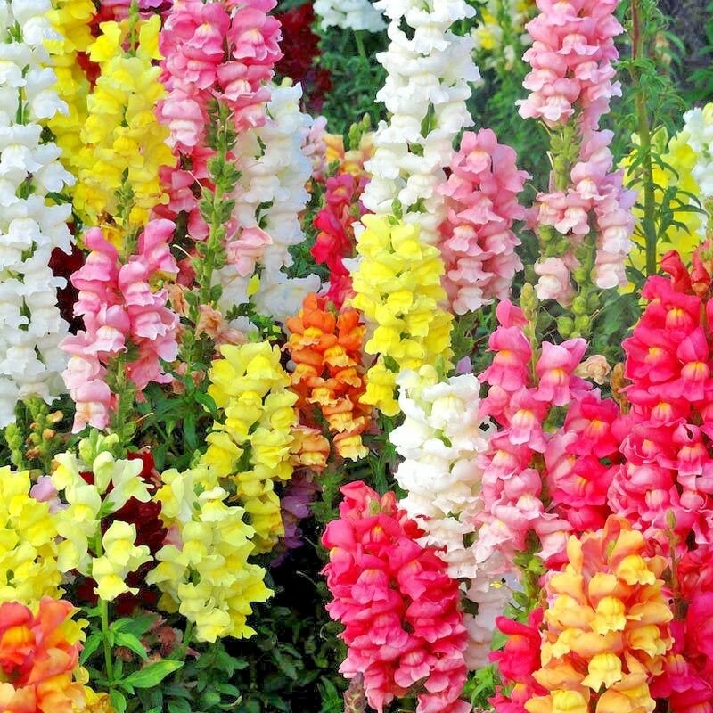2000+ SNAPDRAGON MAXIMUM MIX Flower Seeds 30-36"" Tall Garden/Patio Container