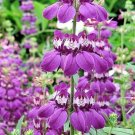 500+ CHINESE HOUSES Flower Seeds Native Wildflower Butterflies Garden/Container