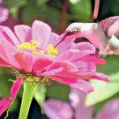 1 OZ HUMMINGBIRD / SONG BIRD & BUTTERFLY WILDFLOWER MIX 17 Different Flowers