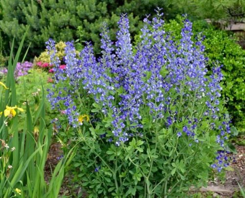 50+ BLUE WILD(False)INDIGO Seeds Native Wildflower Perennial Nitrogen-Fixing