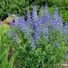 50+ BLUE WILD(False)INDIGO Seeds Native Wildflower Perennial Nitrogen-Fixing