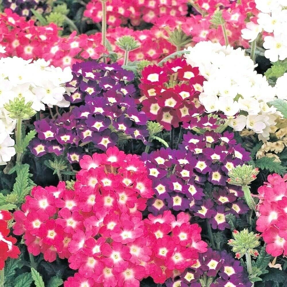 200+ VERBENA MIX Flower Seeds Bright Colorful Groundcover Garden/Hanging Baskets
