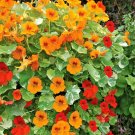 1 OZ=225+ TALL NASTURTIUM MIX seed Single Blooms Trailing/Climbing Edible Flowers