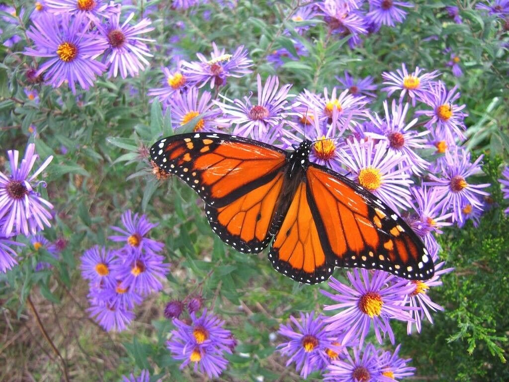 200+ NEW ENGLAND ASTER Seeds American Native Wildflower Fall Blooms Perennial