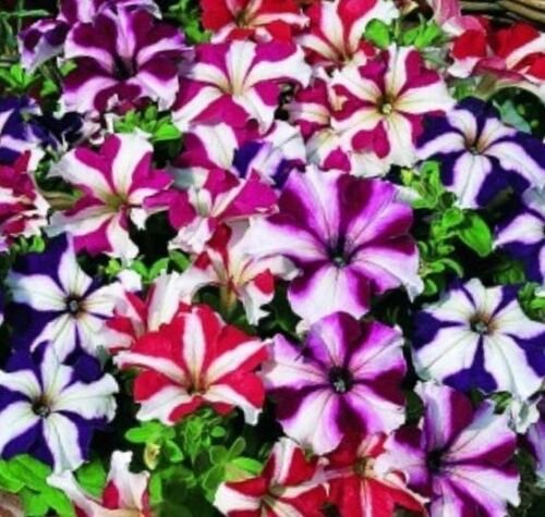 200+ PETUNIA STAR MIX Flower Seeds Hanging Baskets Beds Window Boxes Containers