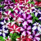 200+ PETUNIA STAR MIX Flower Seeds Hanging Baskets Beds Window Boxes Containers