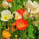 2000+  ICELAND POPPY MIX Seeds Scarlet White Tangerine Gold Apricot Pink Flowers
