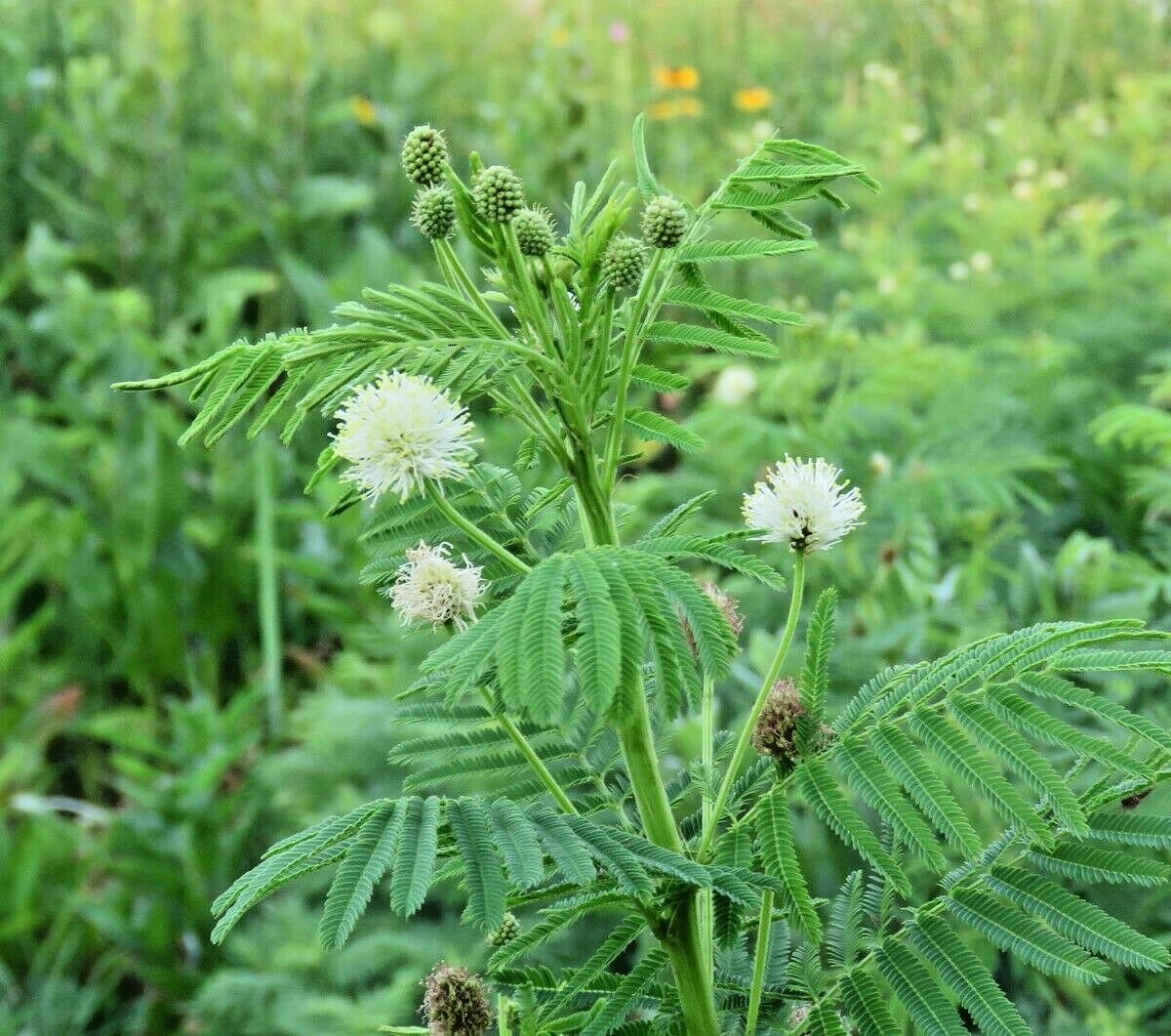 1OZ=4700+ ILLINOIS BUNDLEFLOWER Seed American Native Wildflower Perennial Legume