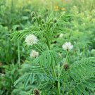1OZ=4700+ ILLINOIS BUNDLEFLOWER Seed American Native Wildflower Perennial Legume