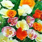 1000+ CALIFORNIA POPPY ""BALLERINA"" MIX Seeds White Orange Rose Yellow Scarlet