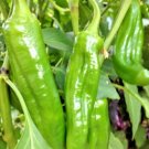100+ ANAHEIM CHILI PEPPER Seeds   N.Mexico Garden/Patio Containers