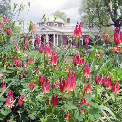 100+ EASTERN RED COLUMBINE Seeds American Native Wildflower Garden/Container