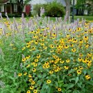 200+ BROWN EYED SUSAN/BRANCHED CONEFLOWER Seeds American Native Wildflower Bushy