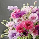 500+ DWARF BACHELOR BUTTON MIX Flower Seeds 5 COLORS Blue Purple Pink Red White