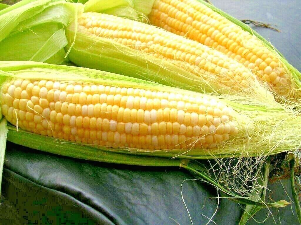 60+ PEACHES & CREAM EXTRA SWEET CORN Seeds Bi-Color Hybrid Better Tip Fill 85 Day